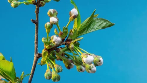 Fleurs de cerisier en fleurs sur fond bleu.