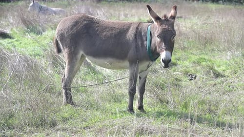 Ein Esel steht an einem sonnigen Tag auf einer grünen Wiese Bäume und Gras sind im Hintergrund sichtbar