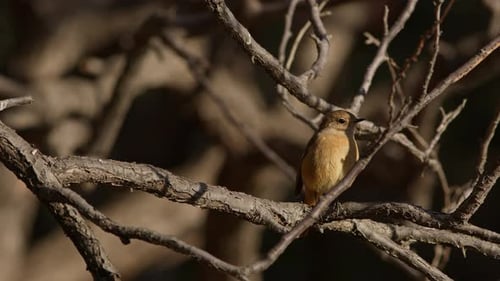Bird Perched Calmly on Tree Branch in Sunlight