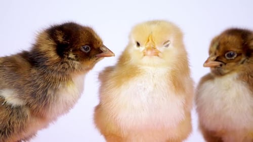 Three small chicks interact close together against a white backdrop