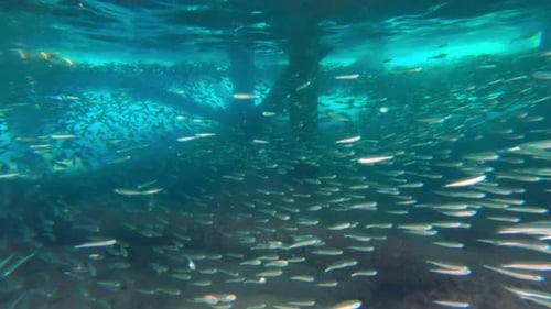 Sardines Swimming Under The Pier