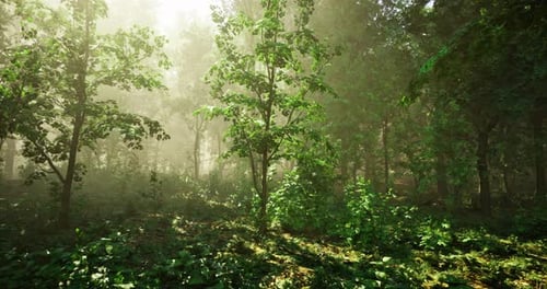 Sunlight Filters Through Misty Trees in a Serene Forest Setting