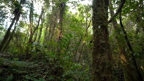 Lush Green Rainforest Landscape with Moss Covered Trees