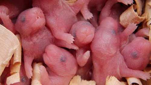 A Nest of Small Rodents Newborn Rodents are Swarming