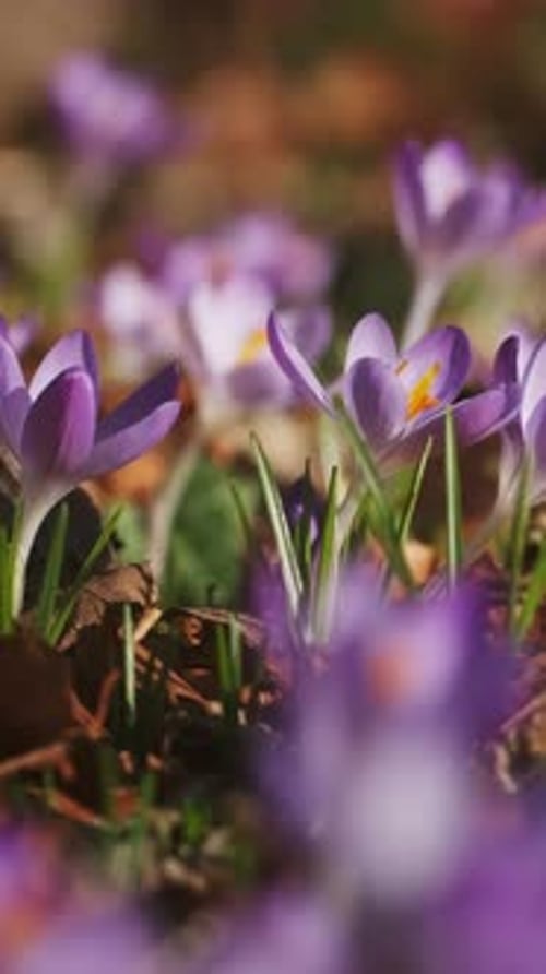 Flowering crocus spring flowers