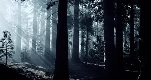 Mystical Light Filtering Through Trees in a Serene Forest Setting