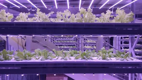 Close up, food grown in vertical hydroponic sustainable farm indoors. Purple LED