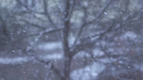 Snow Fall Winter Wonderland in Forest Landscape Scenery