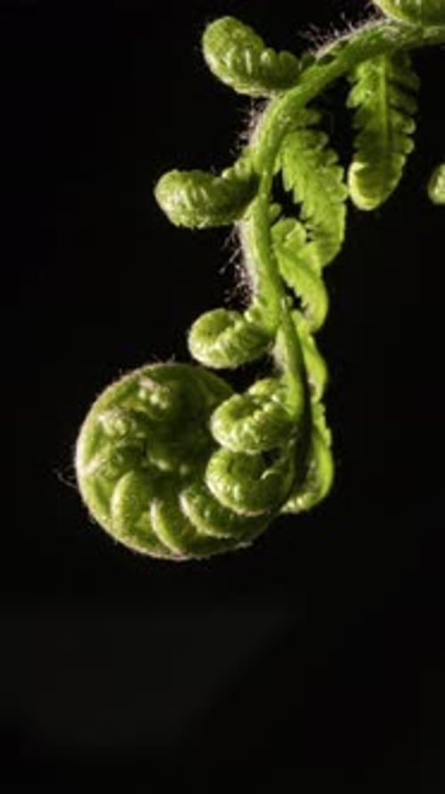 Fern Unfurl