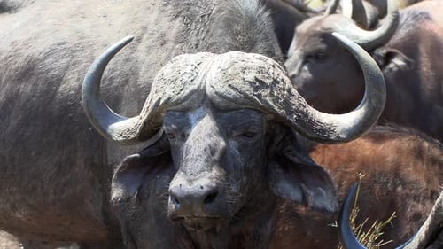 Large African buffalo bull close up in summer heat.