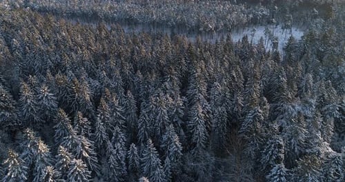 Aerial Top Down Flyover Shot of Winter Spruce and Pine Forest. Trees Covered with Snow, Rising / Se