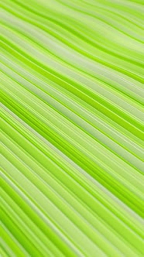 Abstract Fluid Green Wavy Lines Animated Background