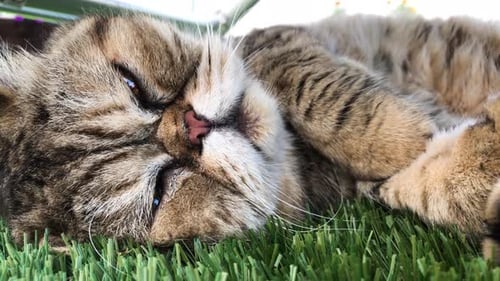 Tabby Cat Resting Head on Artificial Grass