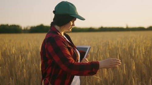 An Agronomist with a Clipboard in the Field Checks the Ripeness of the Spikelets