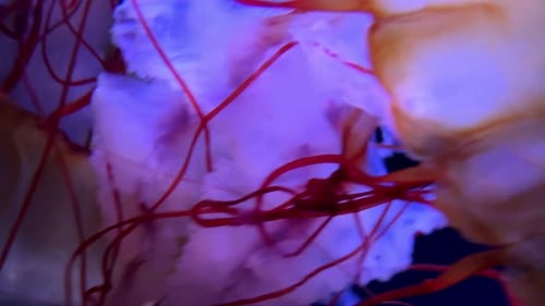 Jellyfish gracefully swimming in a vibrant blue-lit aquarium tank