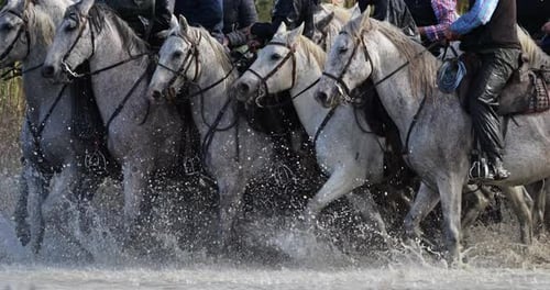 Camargue horses running in the marshland, Camargue, France