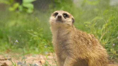 Erdmännchen, Wildtier aus nächster Nähe, Säugetier, Mungo, Tierwelt im Freien, kambodschanischer Zoo