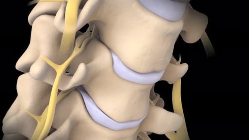 Detailed human spine anatomy with highlighted vertebral canal