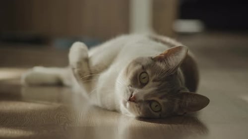 Charming Cat Lounging Lazily on Wooden Floor Indoors