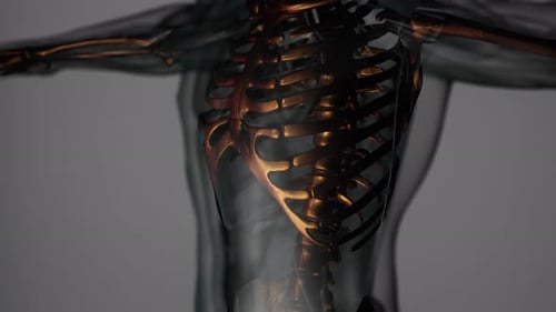 Animated 3D Human Skeleton Visualization in Transparent Body