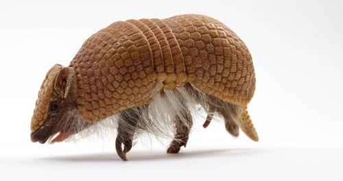 Armadillo walking across white background - close up - cute