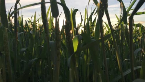 Gras und Sonne