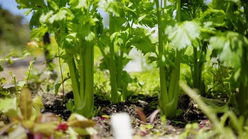 terre de céleri, terre agricole, jardin, journée ensoleillée, printemps vert