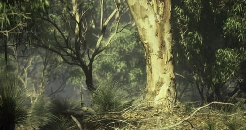 Sunlight Filtering Through Trees in a Serene Australian Forest Environment