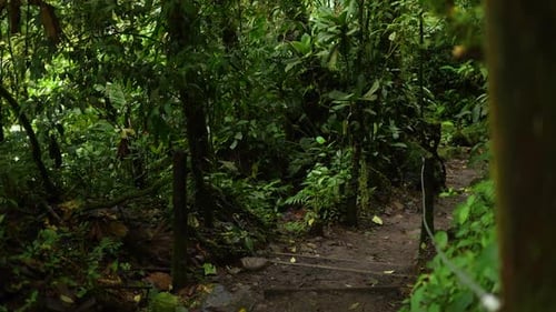 trail among trees in the rainforest inside the mountain