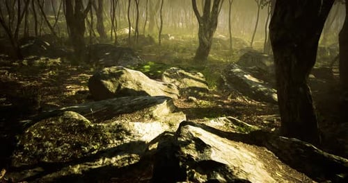 Sunlight Filters Through Trees Illuminating Rocky Forest Landscape at Dawn