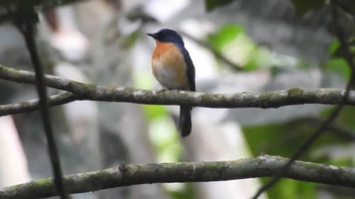 an adult worm flycatcher bird is perched on a tree branch