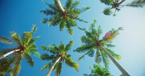 Tall Coconut Palm Trees and Blue Sky at the Beach During Warm Sunny Summer Day