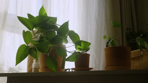 Potted Plants by Window with Natural Sunlight