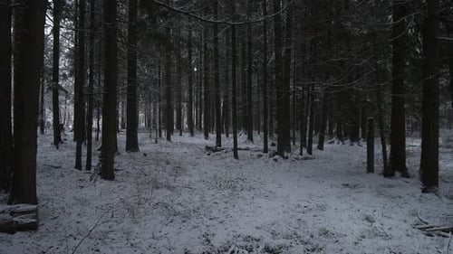 Oregon Dark Pine Forest at Dusk Narrow Corridor Low Light Long Vertical Trunks Scattered Snow