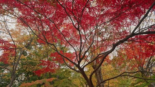 Majestic Red Maple Tree in Autumn Forest