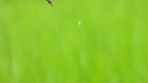 Spider in web in front of green background
