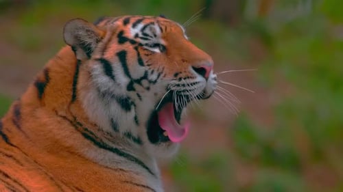 Majestic Tiger Yawning in Natural Habitat Close-Up