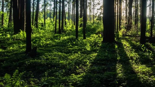 Wald bei Sonnenstrahlen bei Sonnenuntergang.