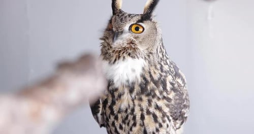 Owl in forest through trees
