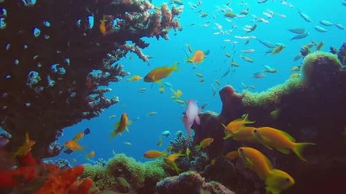 Coral Scene Reef Underwater