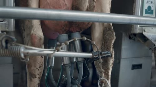 Carrousel de traite de mamelle de vache travaillant dans une ferme technologique robotique en gros plan