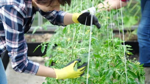 Woman Guides Tomato Plants in Greenhouse Garden