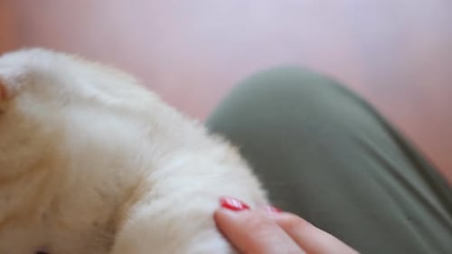 Close Up to Cute Red Cat Lying on Legs of Woman and Biting Her Fingers