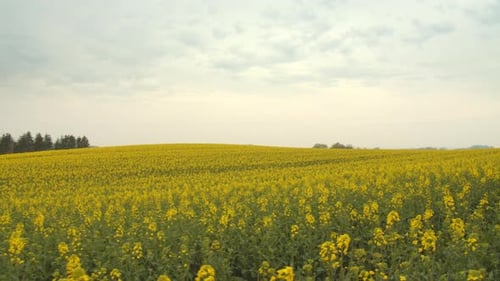 Beautiful Shot of the Canola Fields Plantation and Pine Trees in the Background