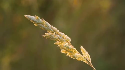 Gras im Sommersonnenlicht