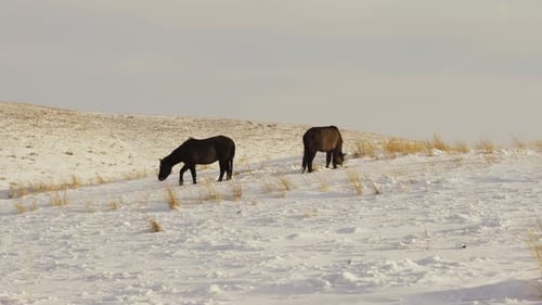 Horses Graze on Snowy Hillside in Winter