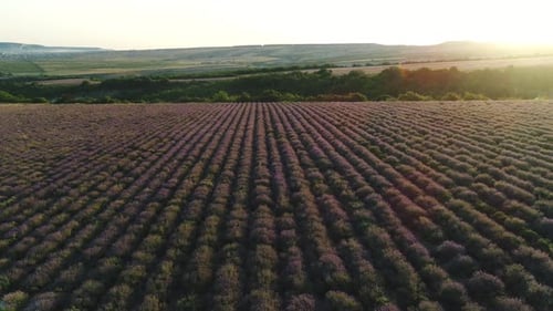 Beautiful lavender field in Provence
