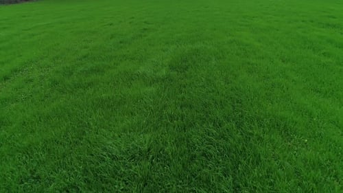 Fondo verde