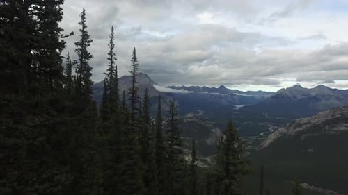 Trees on the mountain slope