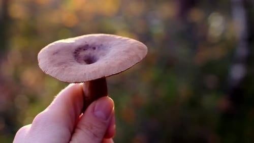 Hand Holding Mushroom in Forest Setting